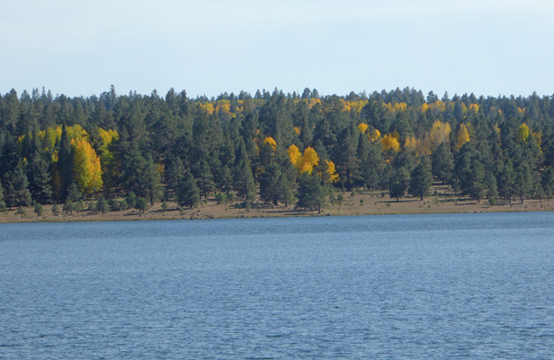 Lake yellow aspens