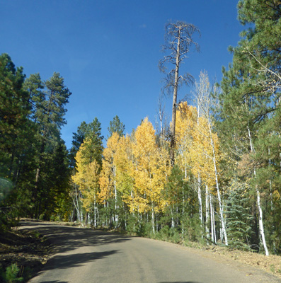 yellow aspens