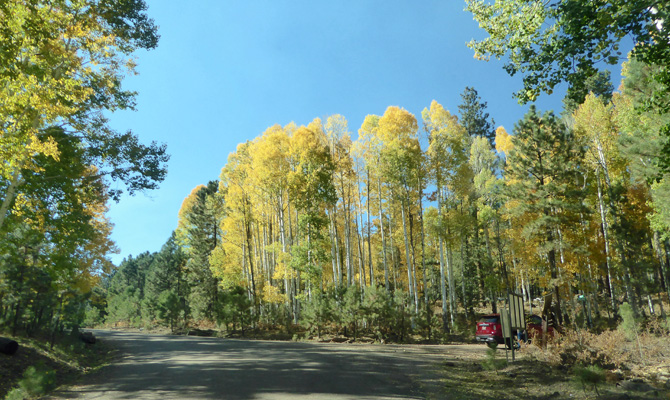 Yellow aspens