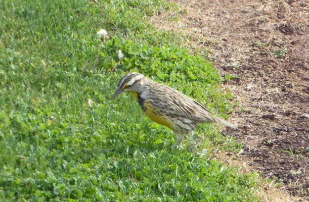 meadowlark