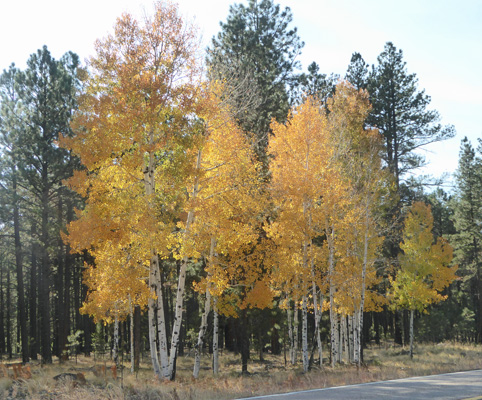 fall color