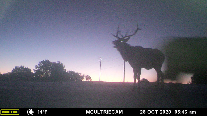 bugling elk