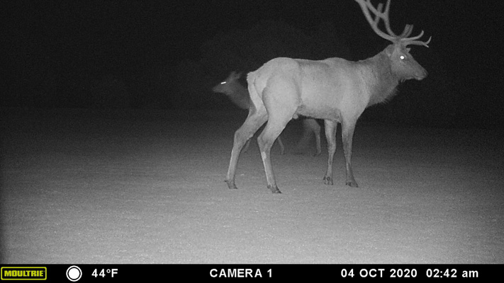 bull elk