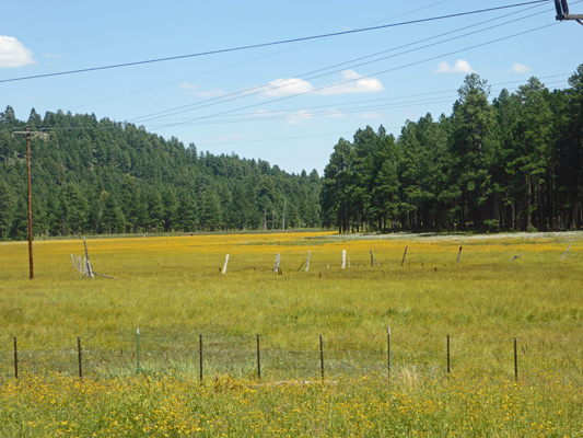 Field of yellow flowers