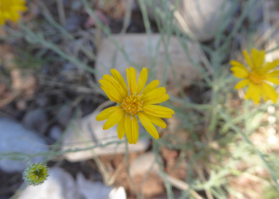 Cutleaf Ironplant (Xanthisma spinulosum)