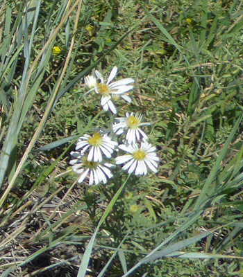 White Prairie Asters (Symphyotrichum falcatum)