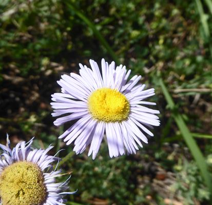 Showy Fleabane (Erigeron speciosus)