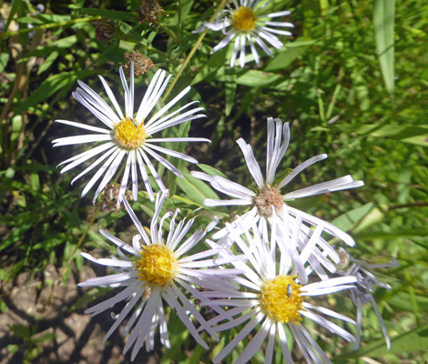 Utah Fleabane (Erigeron utahensis)