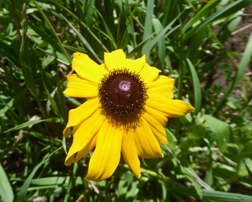 Black-eyed Susans (Rudbeckia hirta)