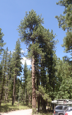 Ponderosa Pine Greer AZ