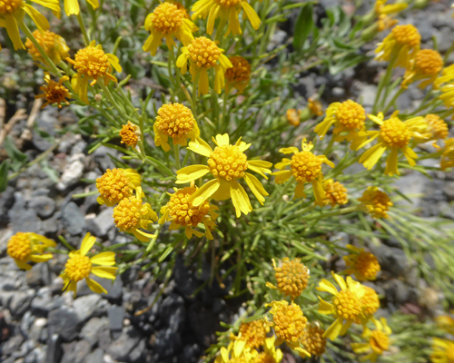 Richardson's Bitterweed (Hymenoxys richardsonii)