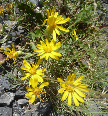 Hairy-Goldenaster (Heterotheca villosa)