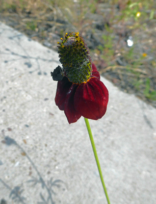 Upright Prairie Coneflower (Ratibida columnifera)