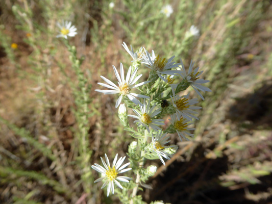 White Heath Aster (Symphyotrichum ericoides)