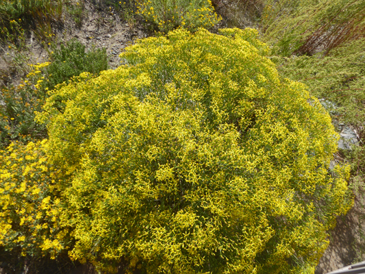 Broom Snakeweed (Gutierrezia sarothrae)