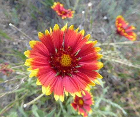 Firewheel (Gaillardia pulchella)