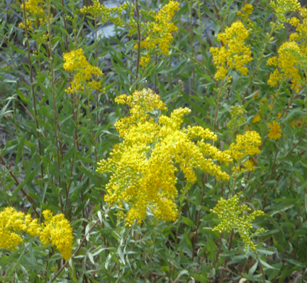 Missouri Goldenrod (Solidago missouriensis)