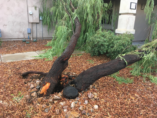 Fallen weeping acacia