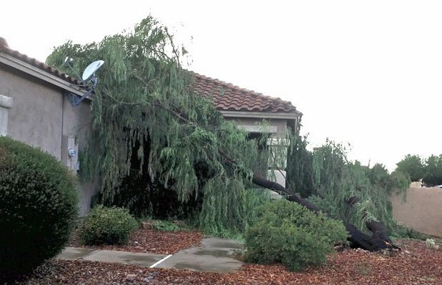 Fallen weeping acacia