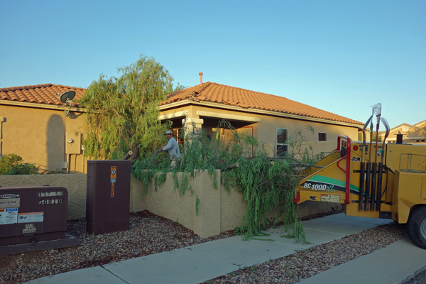 Tree removal team at work