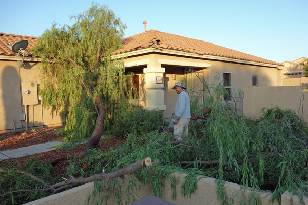 tree removal service at work