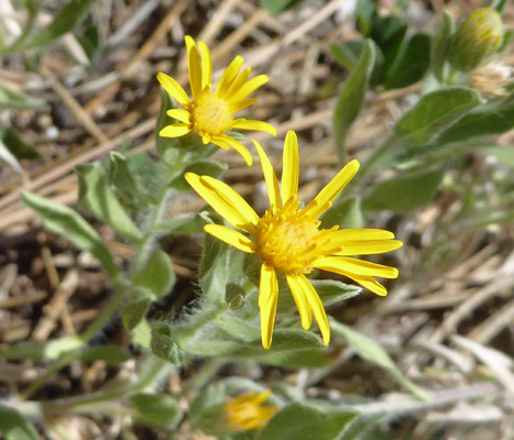 Hairy goldenaster (Heterotheca villosa)