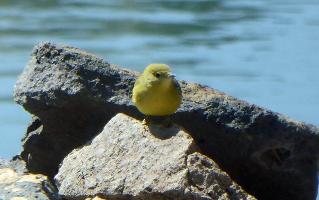 Yellow Warbler