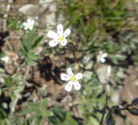 Fendler's Sandwort (Eremogone fendleri)