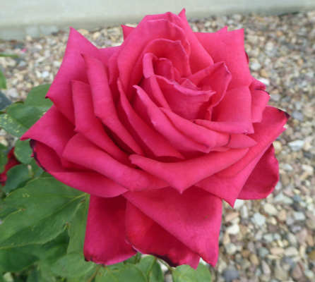 Pink rose