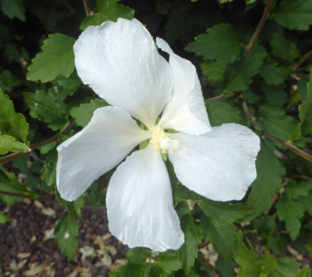 Rose of Sharon