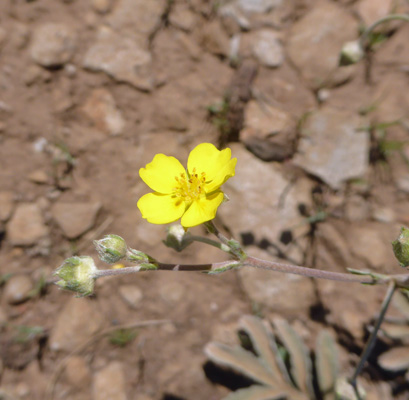 White Mountain Bladderpod (Physaria pinetorum)