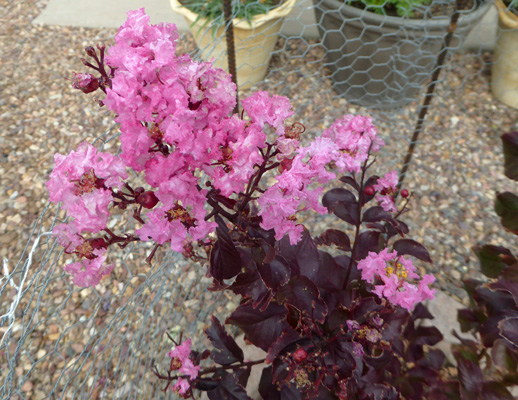 BLack Diamond Pure Purple Crepe Myrtle