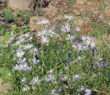 Western Mountain Asters (Symphyotrichum spathulatum)