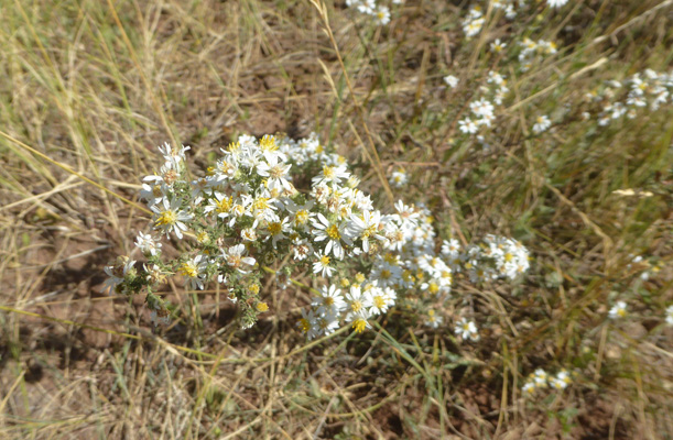 White Prairie Asters (Symphyotrichum falcatum)