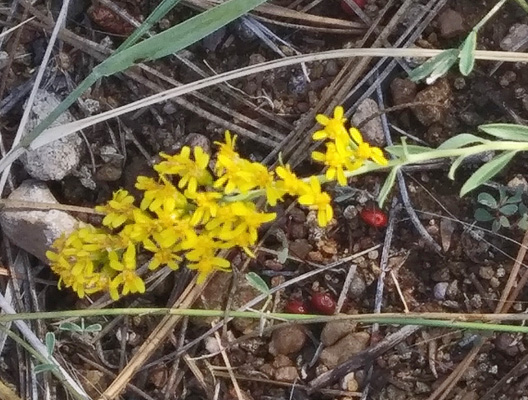  Wright's Goldenrod (Solidago wrightii)