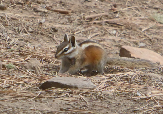 Chipmunk