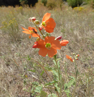 Spear Globemallow (Sphaeralcea hastulata)