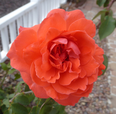 Orange rose