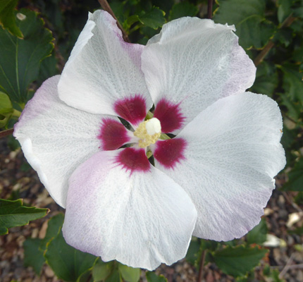 Rose of Sharon