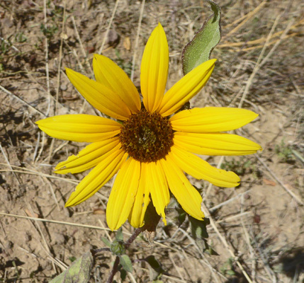 Prairie Sunflowers (Helianthus petiolaris)