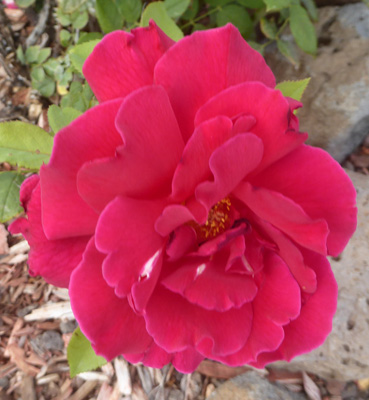 Red rose