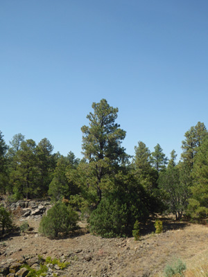 Ponderosa and junipers