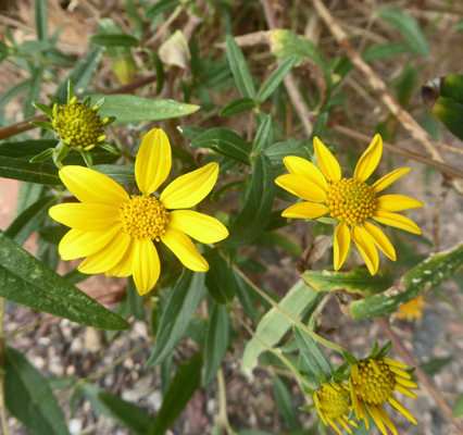 Showy Goldeneye (Heliomeris multiflora)