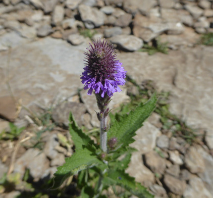  MacDougal Verbena (Verbena macdougalii)