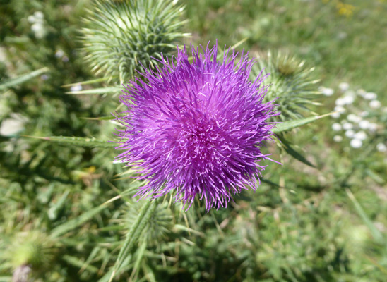 Wheeler's thistle (Cirsium wheeleri)