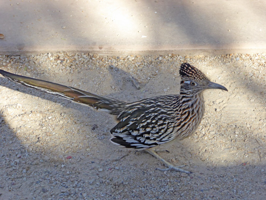 Roadrunner