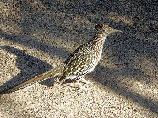 Roadrunner