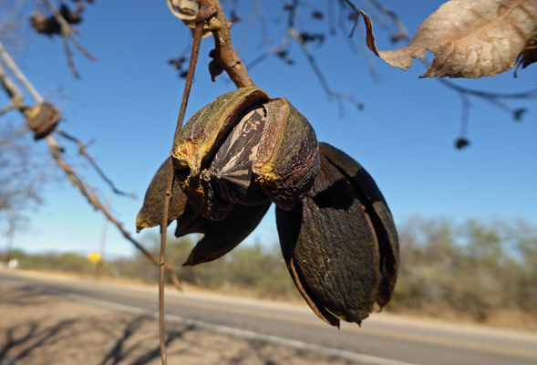 Pecans on the tree