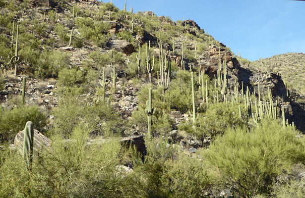 Saguaros in Sabino Canyon