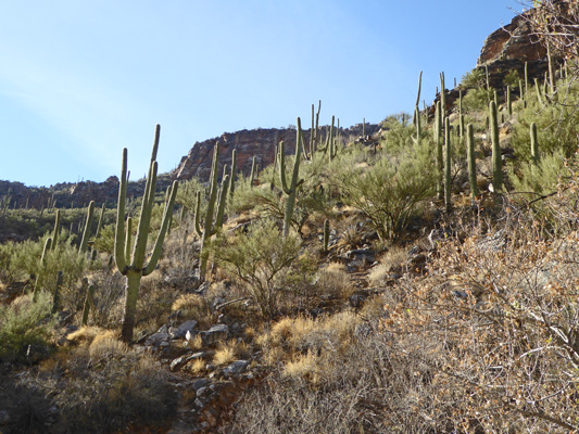 Sabino Canyon